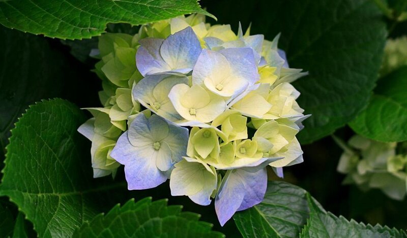 blue and green hydrangea flower