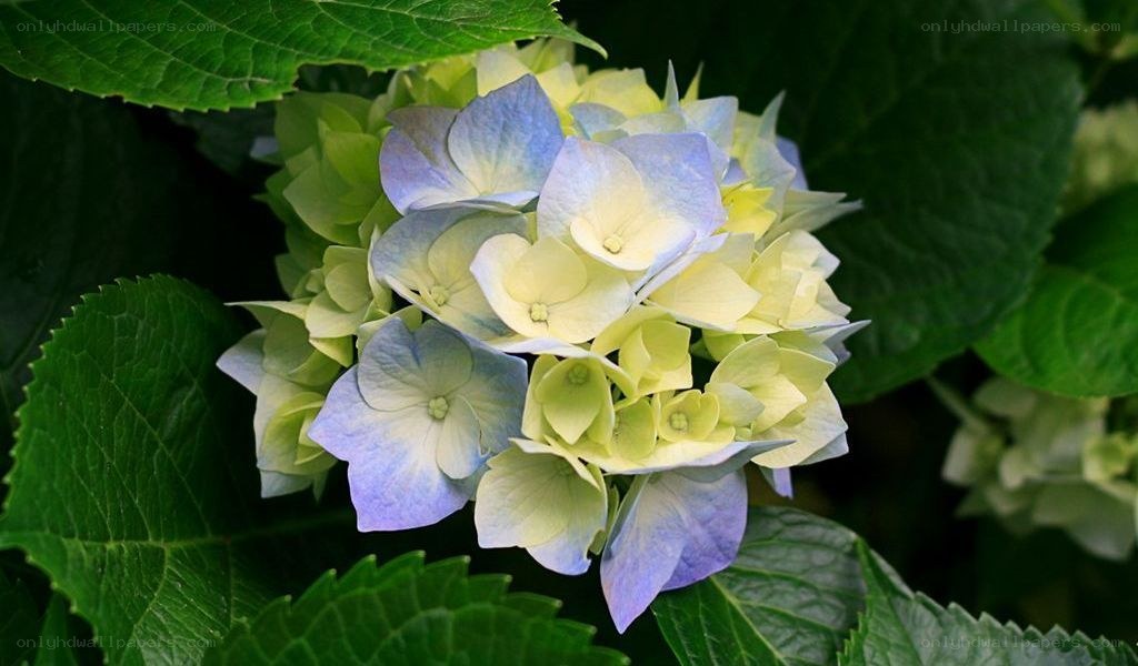 blue and green hydrangea flower