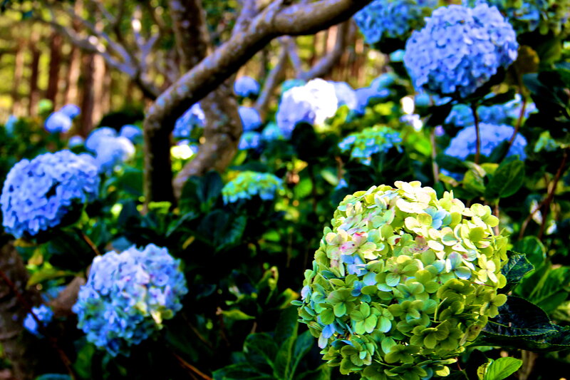 Blue and Green Hydrangeas