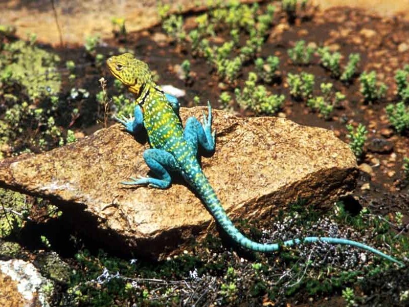 Blue and Green Lizard