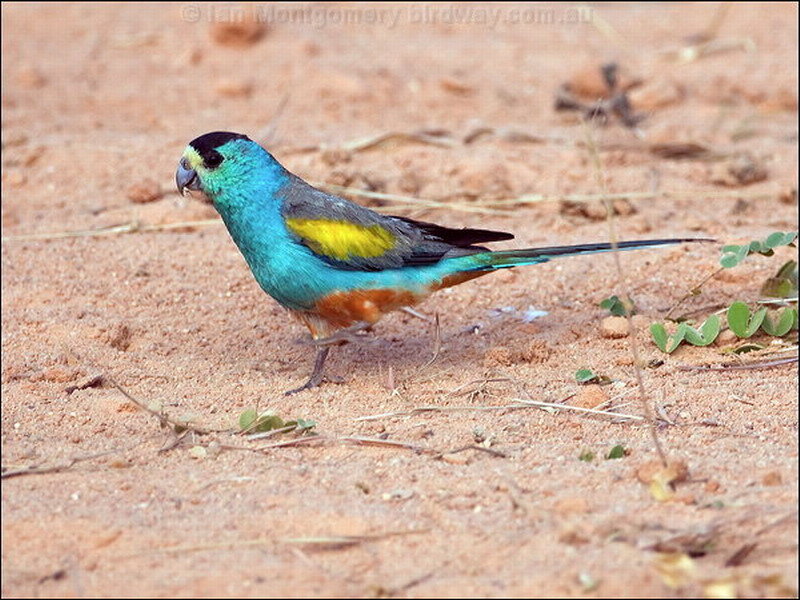 Blue and Green Parrot — Natural