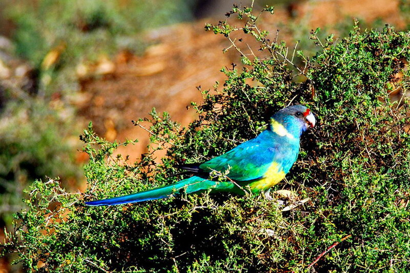 Blue and Green Parrot