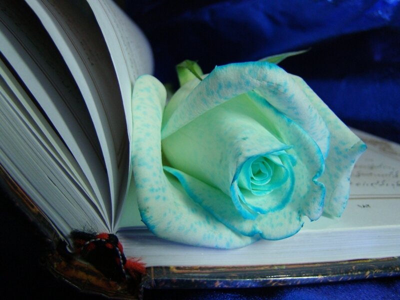 Blue and Green Rose — Serene