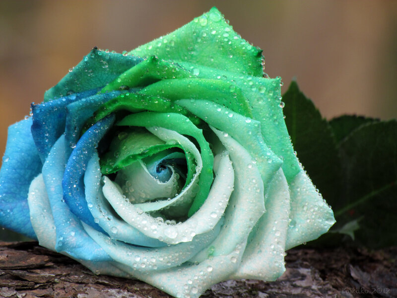 Blue and Green Rose
