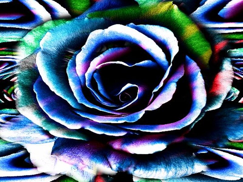 Blue and Green Rose — Vibrant