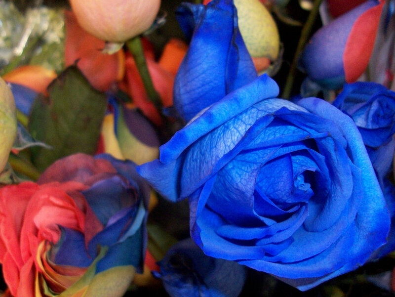 blue and multicolored roses