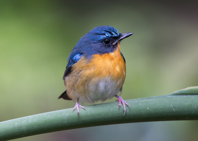 Blue-and-orange Bird — Blue, Calm