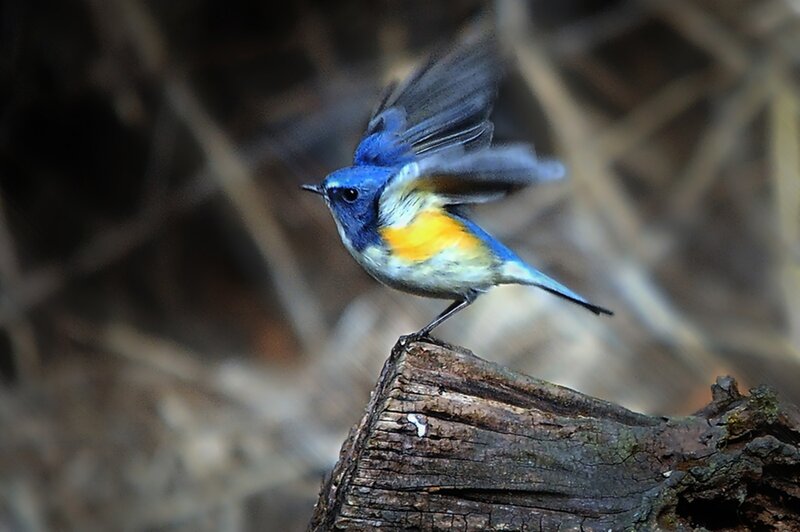 Blue-and-orange Bird — Blue, Natural, Photograph