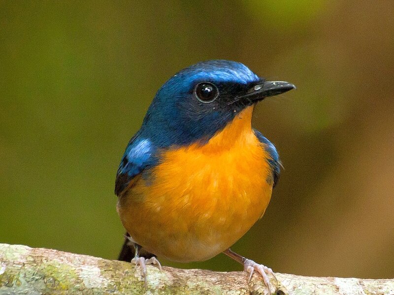 Blue-and-orange Bird — Blue