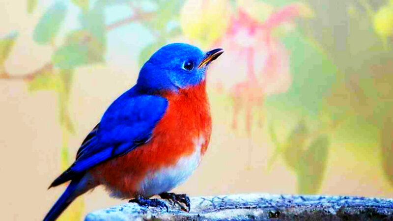 Blue and Orange Bird — Calm, Photograph