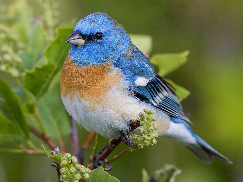 Blue and Orange Bird — Calm, Spring