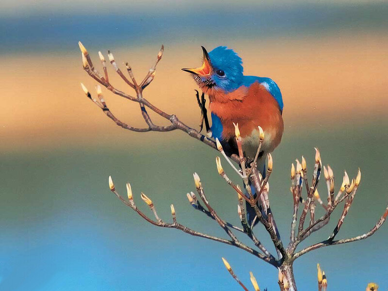 Blue and Orange Bird — Calm