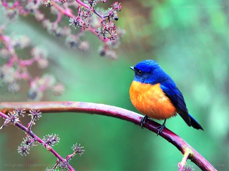 blue and orange bird on branch