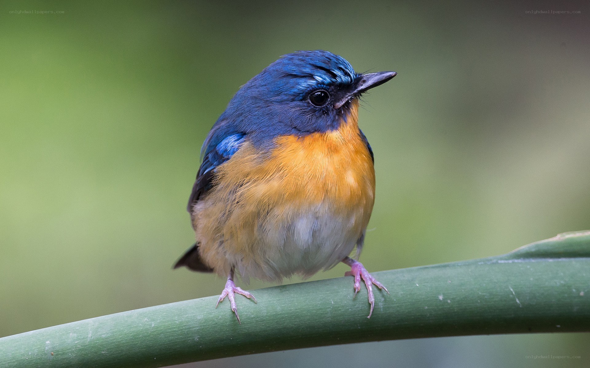 blue and orange bird on branch