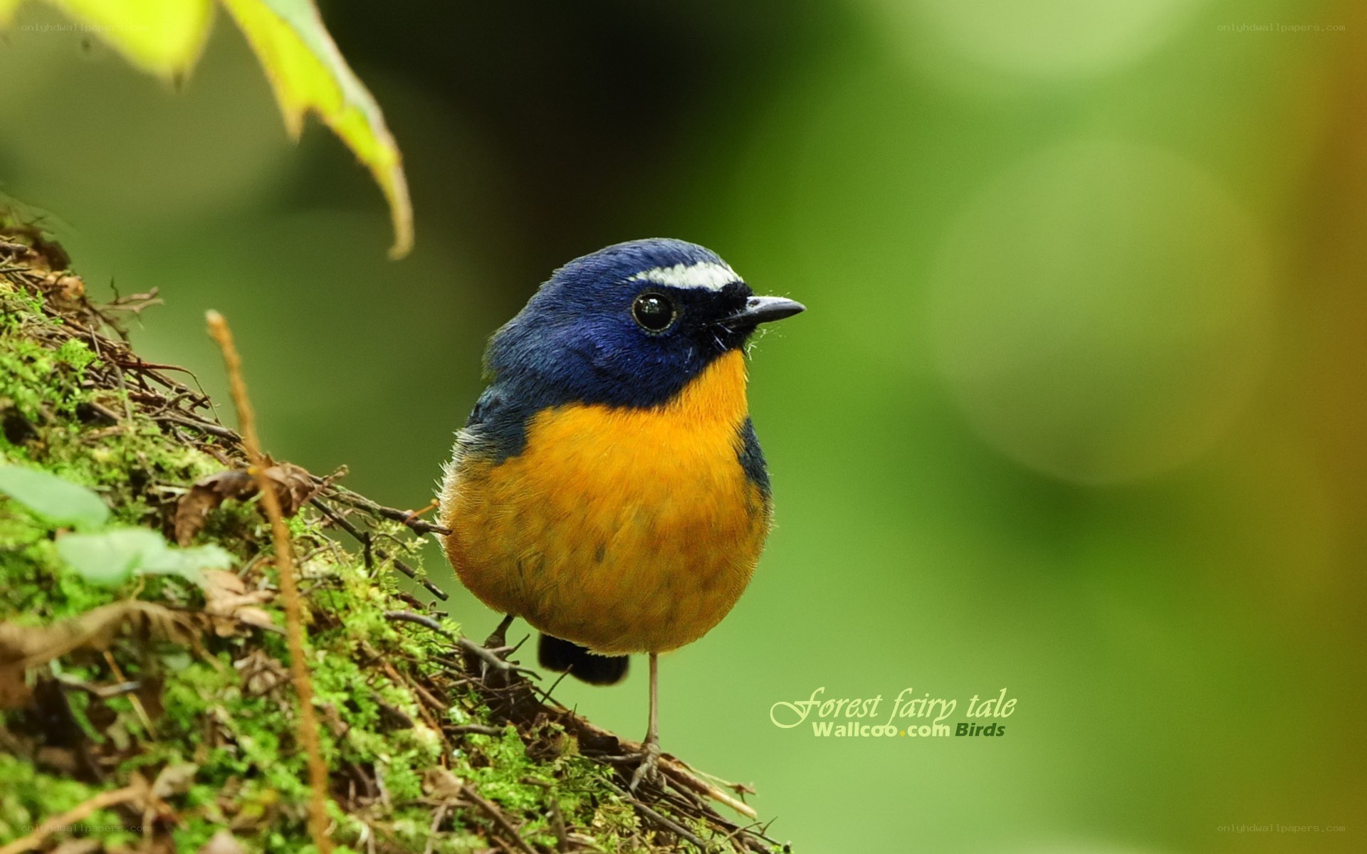 blue-and-orange bird on moss