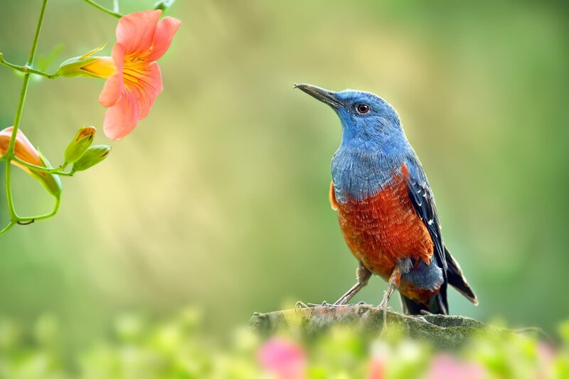 Blue and Orange Bird — Serene, Morning