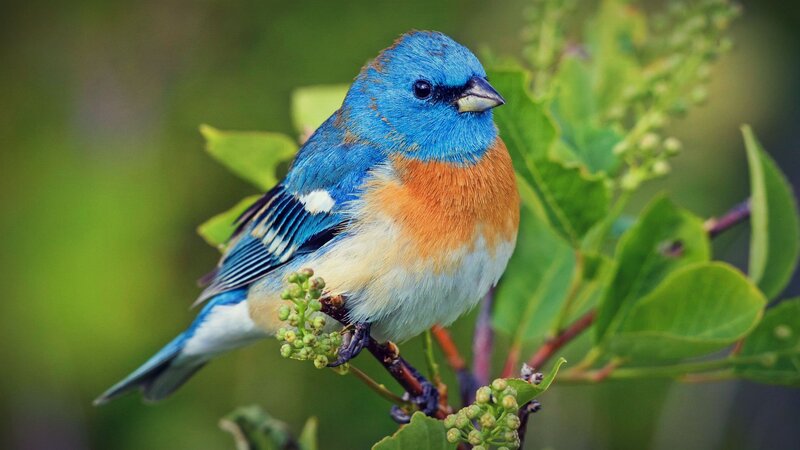 Blue and Orange Bird — Serene, Spring