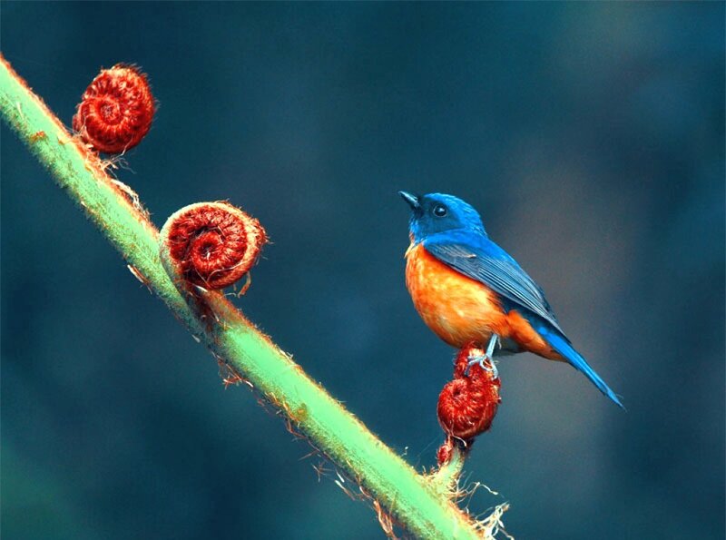 Blue and Orange Bird — Serene