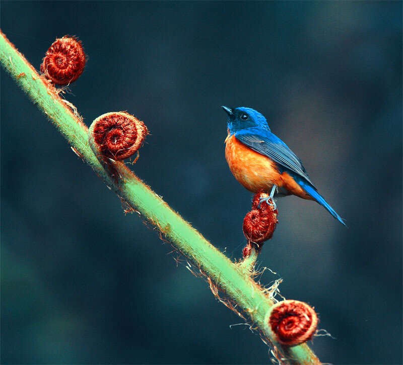 Blue and Orange Bird