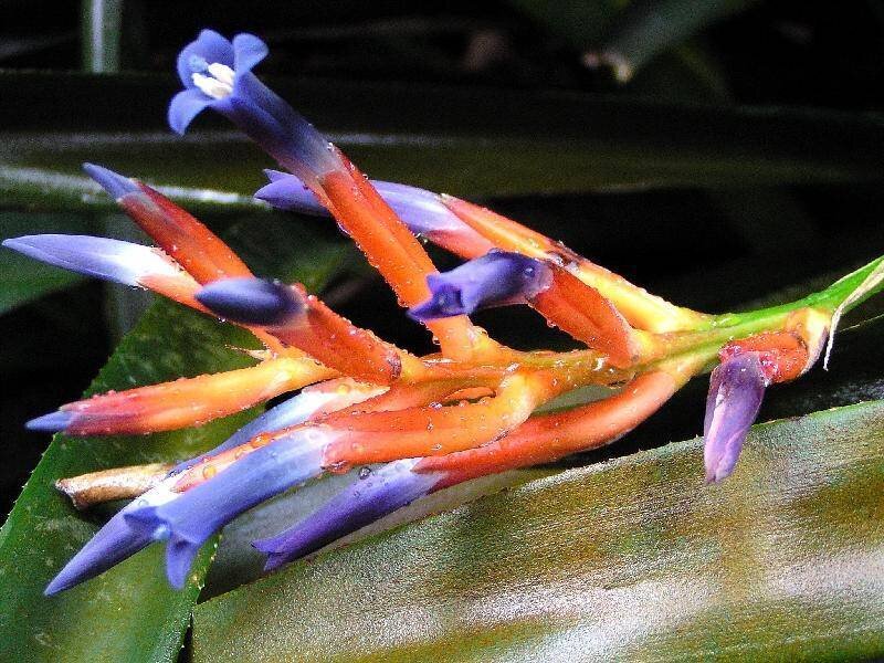 Blue and Orange Bromeliad Flower