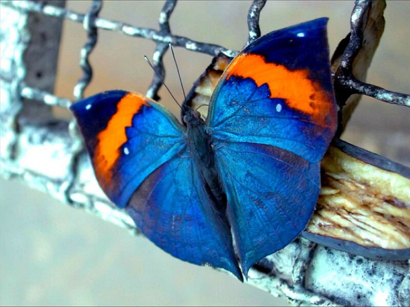 blue and orange butterfly