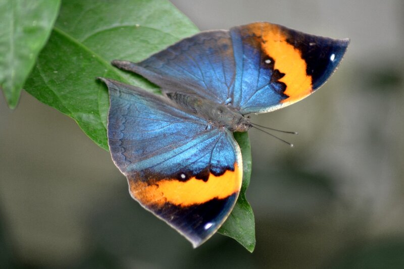 Blue and Orange Butterfly — Calm, Photograph