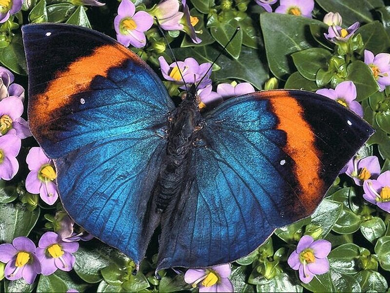 Blue and Orange Butterfly — Calm