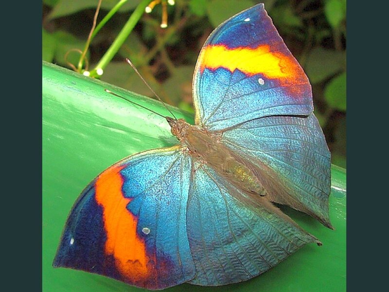 Blue and Orange Butterfly — Natural