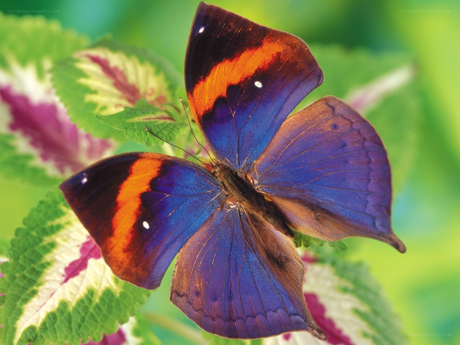 Blue and orange butterfly