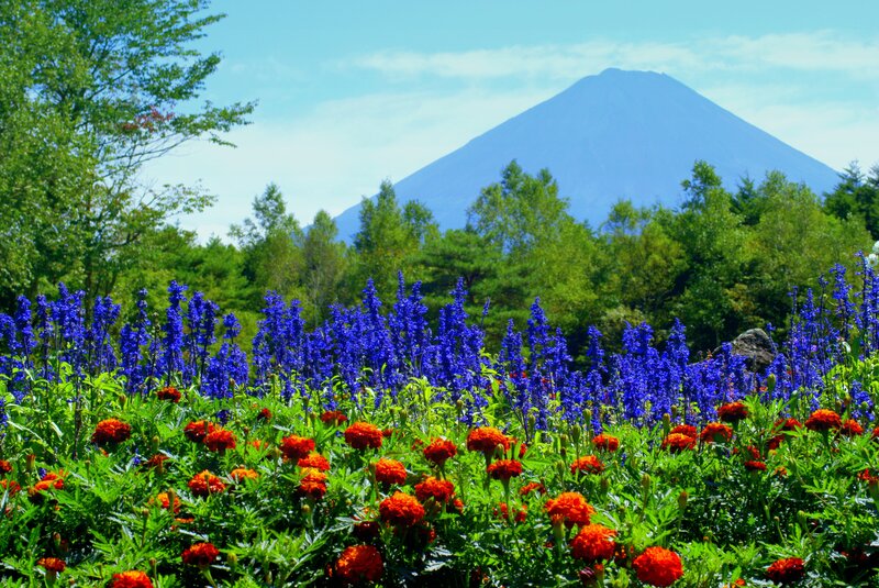 Blue and Orange Flowers — Serene