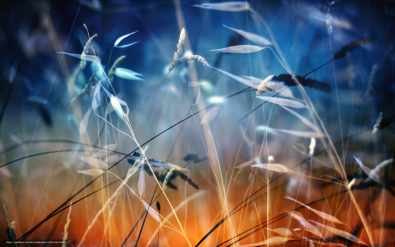 Blue and orange grasses