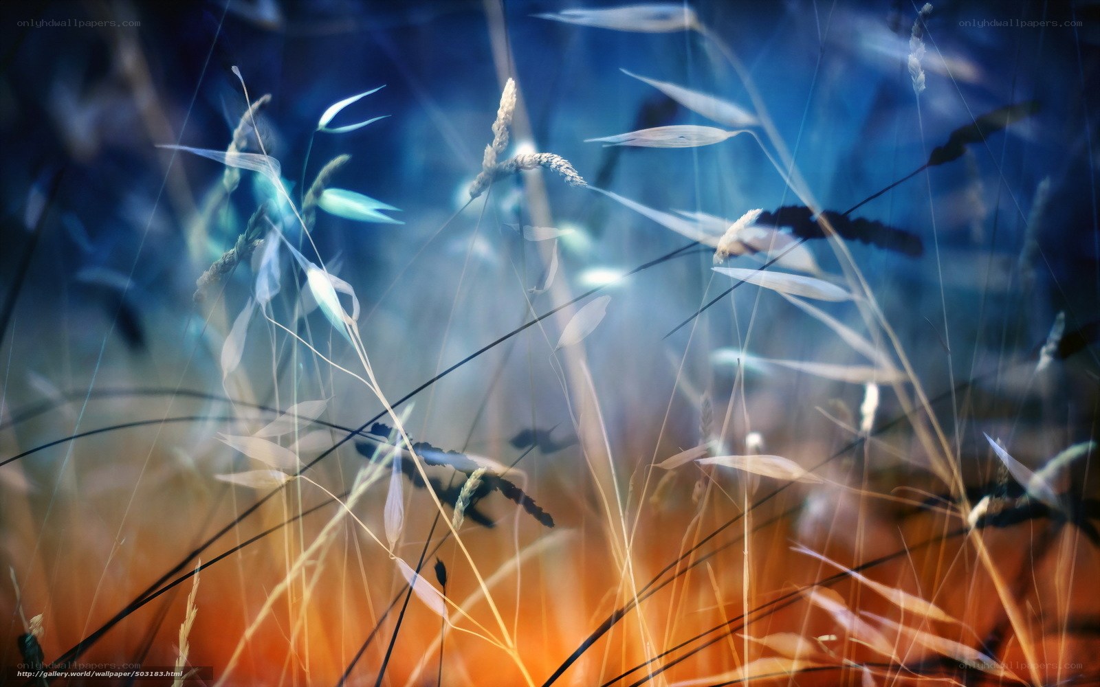 Blue and orange grasses