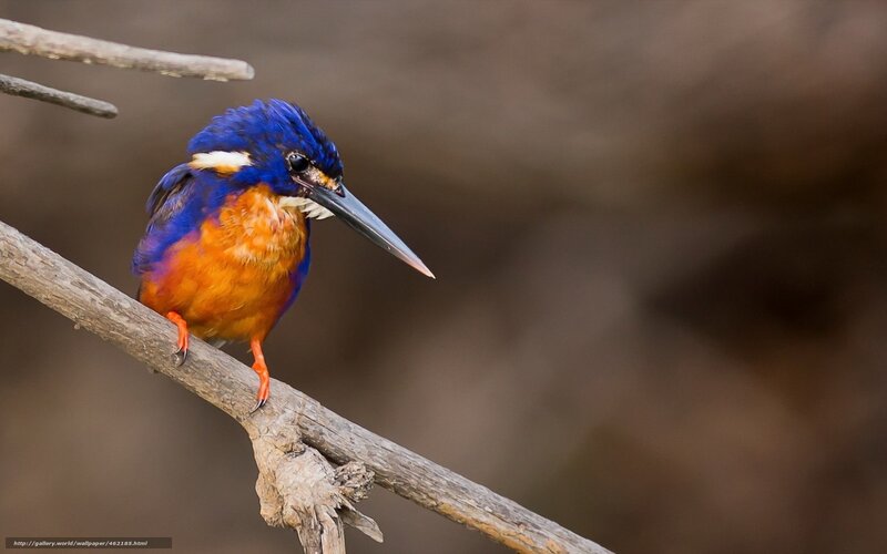 Blue and Orange Kingfisher — Alert