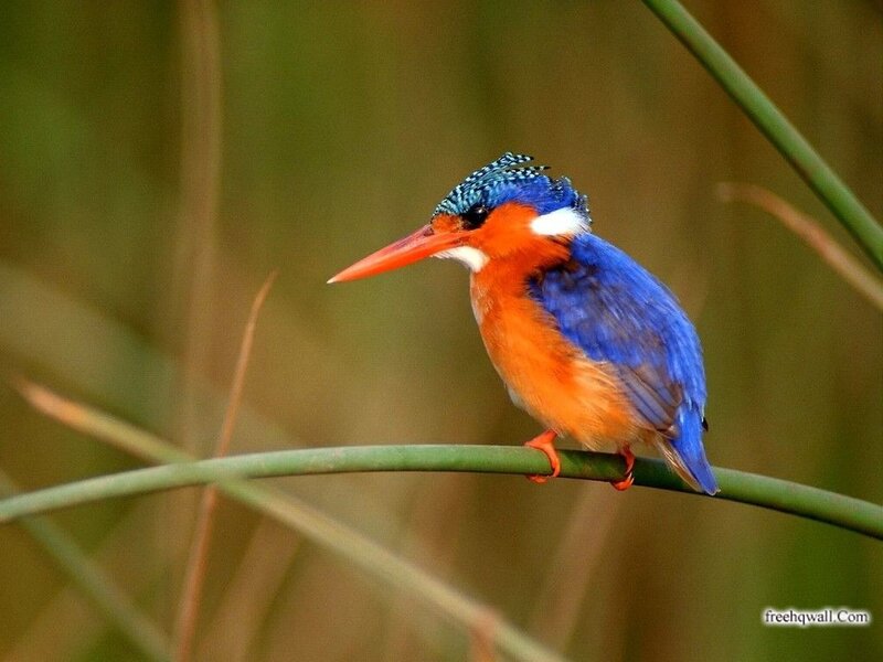 Blue and Orange Kingfisher — Calm, Photograph, Bird