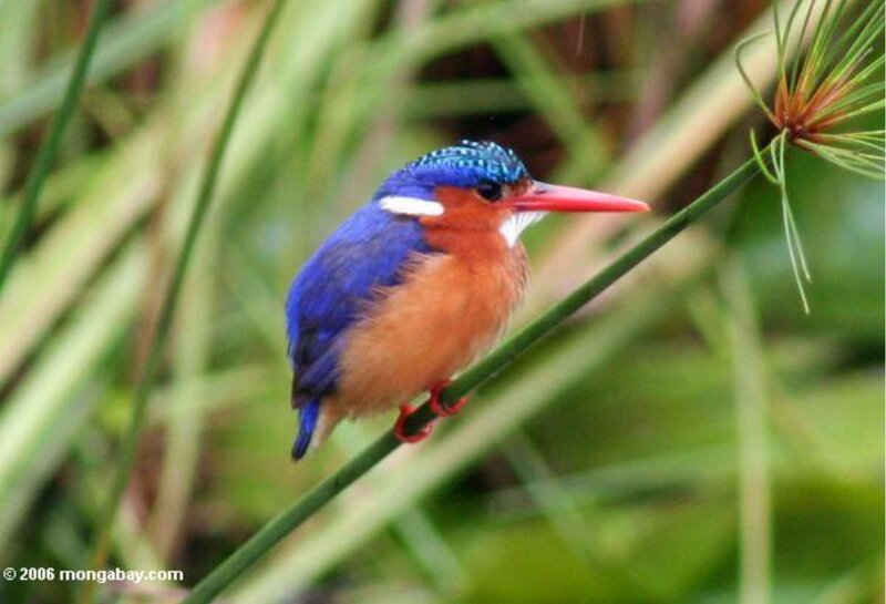 Blue and Orange Kingfisher — Calm