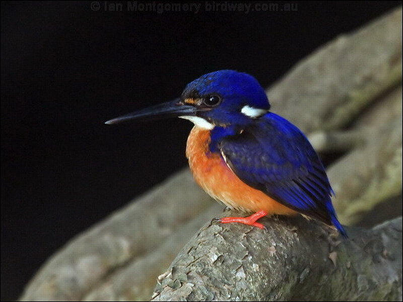 Blue and Orange Kingfisher — Dramatic