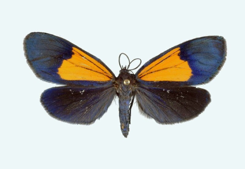 Blue and Orange Moth