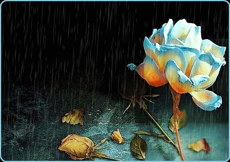 Blue and Orange Rose — Dramatic
