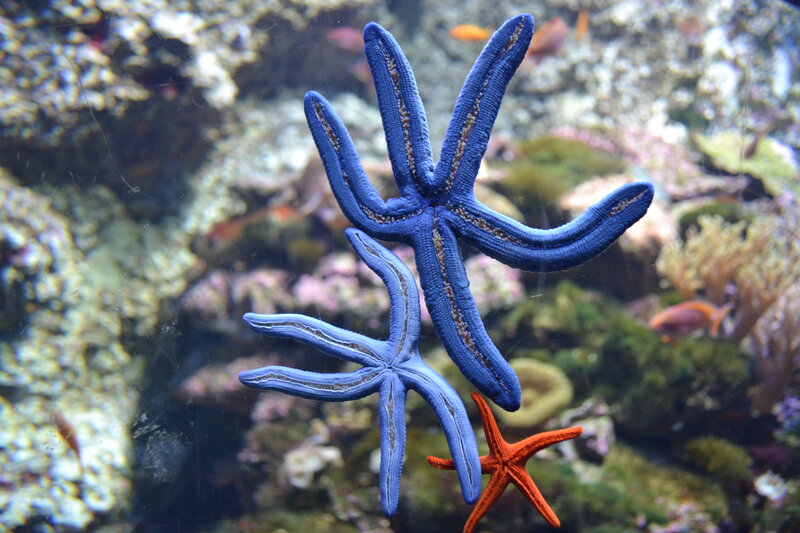 Blue and Orange Starfish