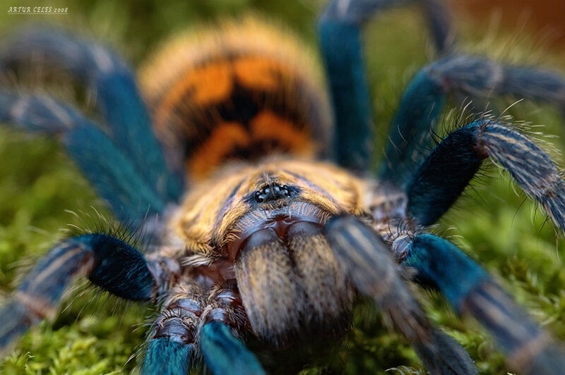 Blue and Orange Tarantula