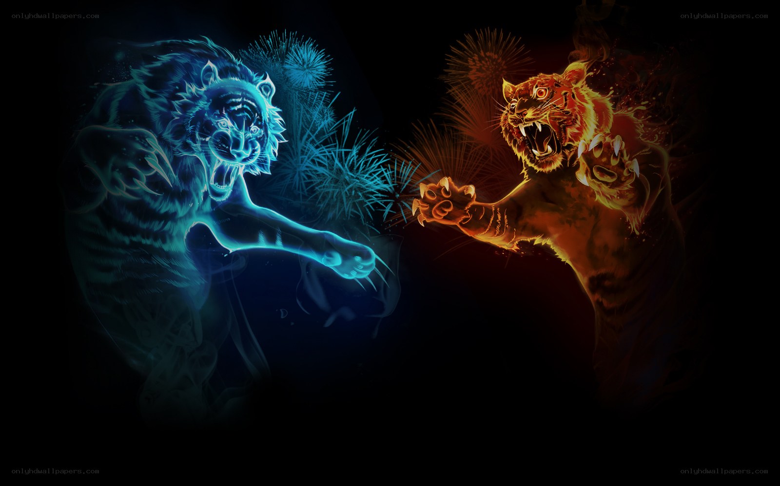 Blue and orange tiger battle
