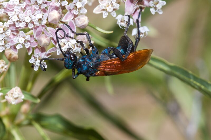 blue and orange wasp on flowers