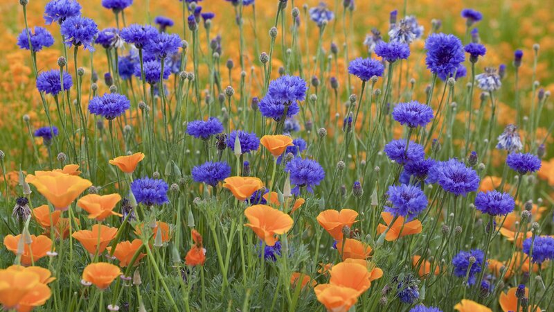Blue and orange wildflowers in a field