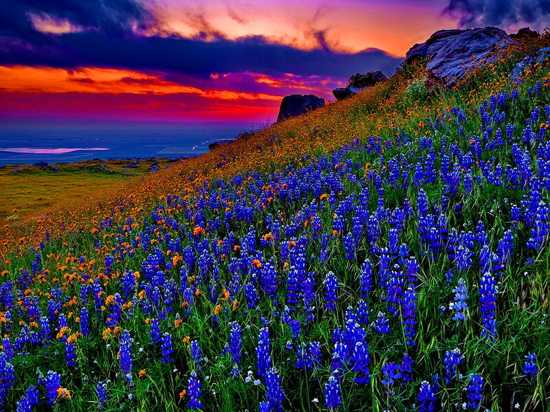 Blue and Orange Wildflowers