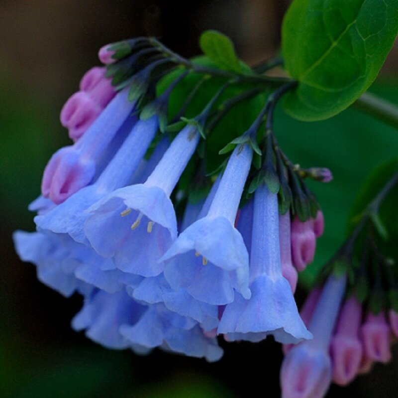 blue and pink bell-shaped flowers