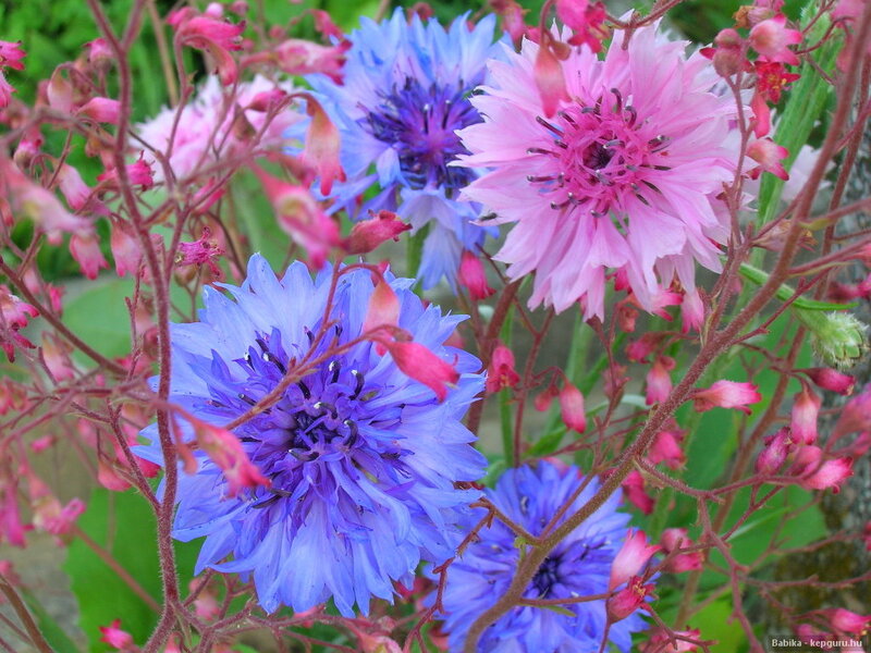 Blue and Pink Cornflowers