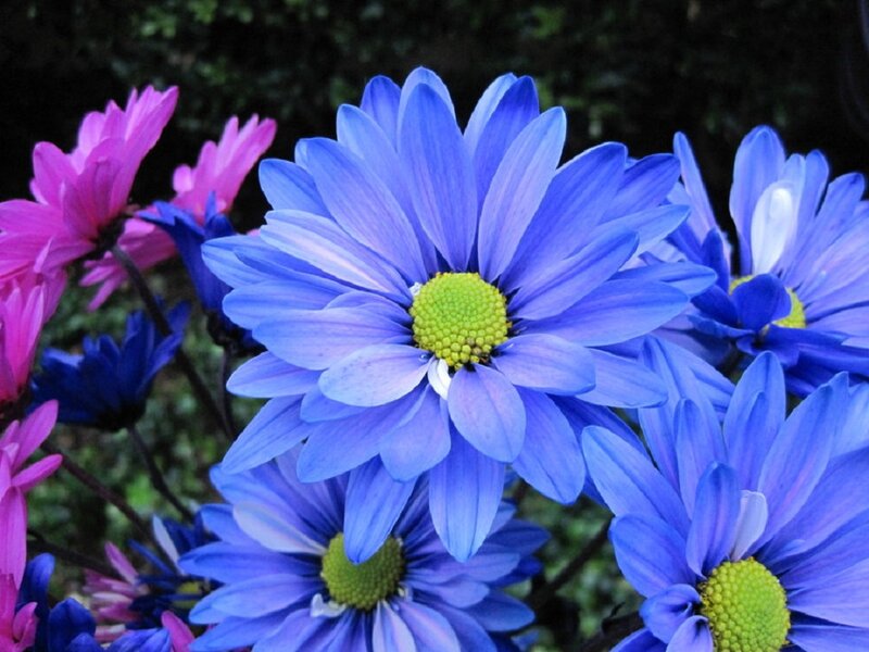Blue and Pink Daisies — Calm