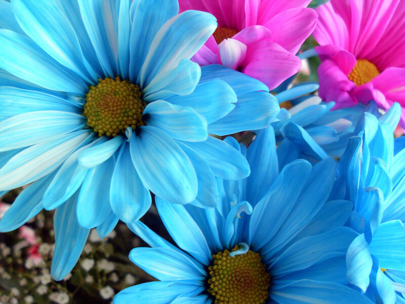 Blue and pink daisies