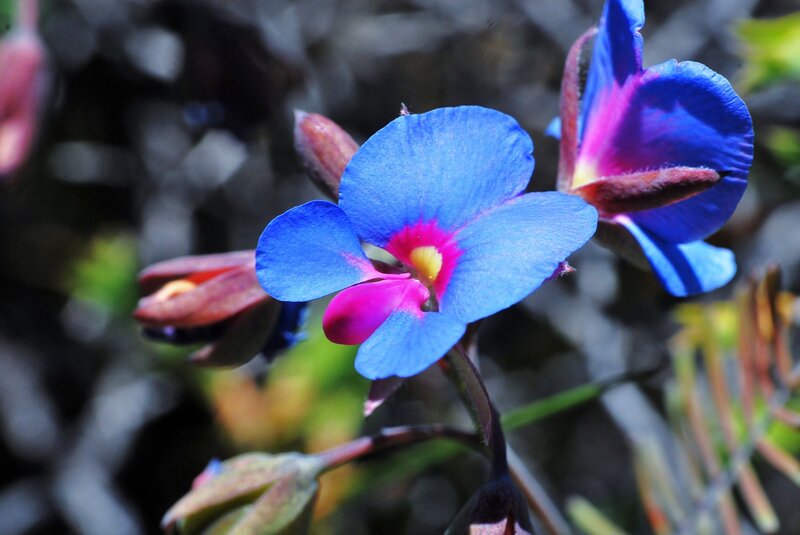 Blue and pink flower bloom