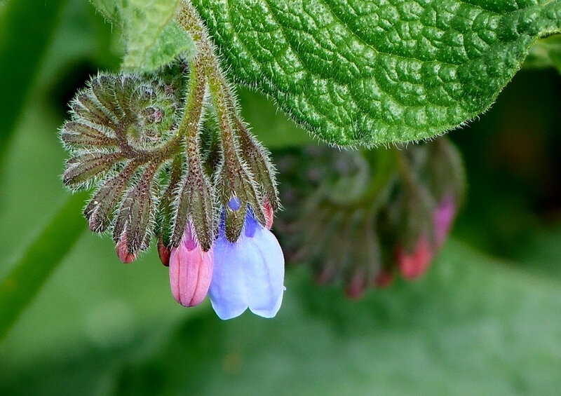 Blue and Pink Flower — Green